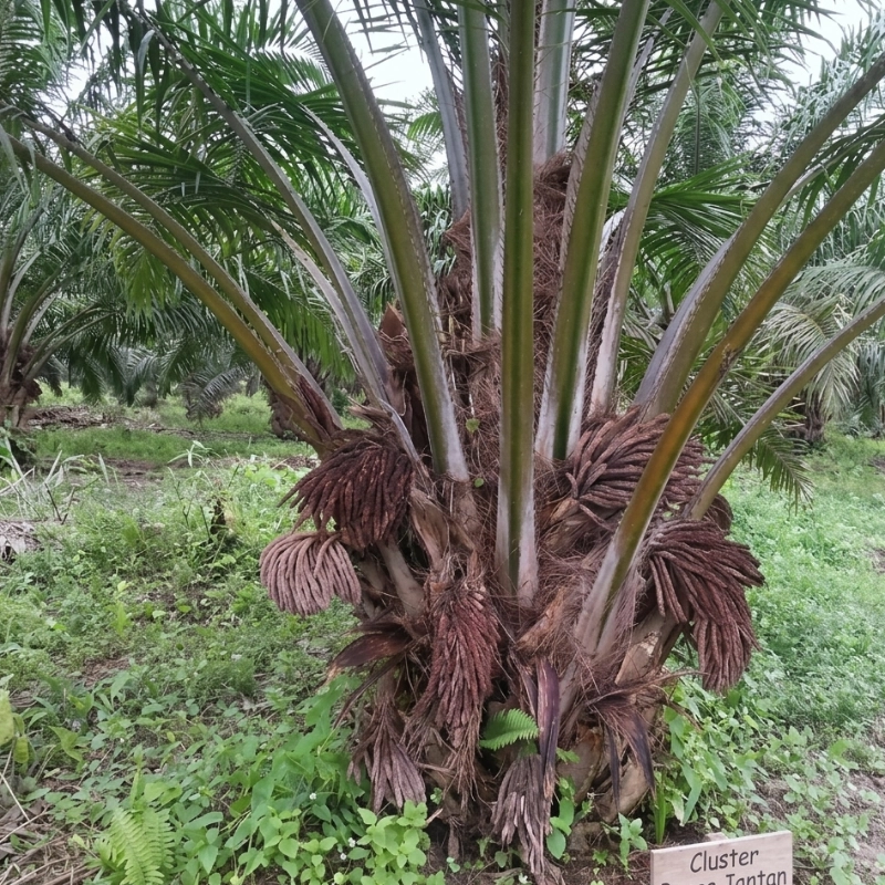 square cluster bunga jantan sawit 2