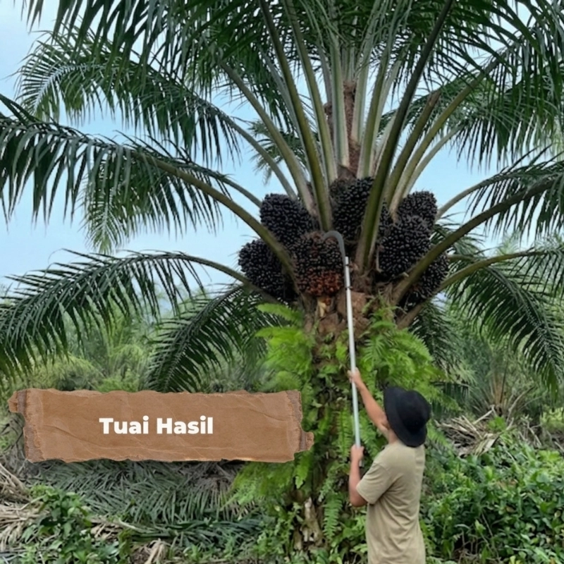 square hasil tuai sawit 2