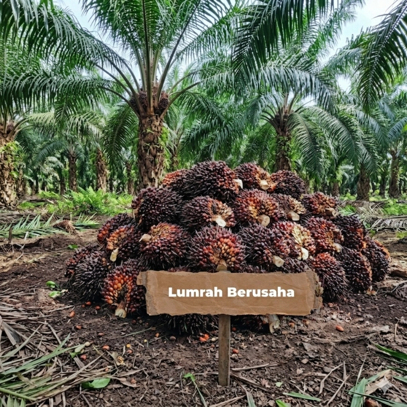square lumrah berusaha sawit 2